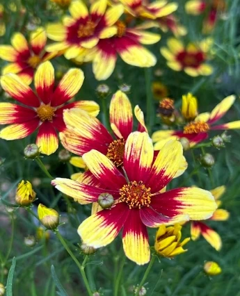 coreopsis bengal tiger