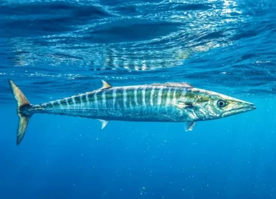spearfishing